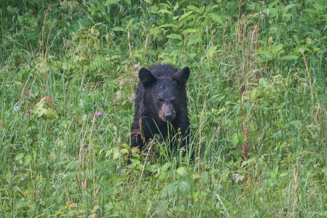 "Black Bear"